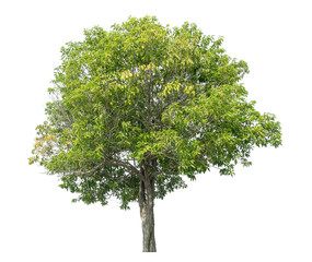 Wall Mural - Green tree isolated on transparent background with clipping path and alpha channel.