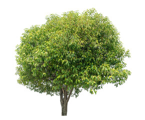 Green tree isolated on transparent background with clipping path and alpha channel.