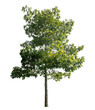 © Sarawut - Green tree isolated on transparent background with clipping path and alpha channel.