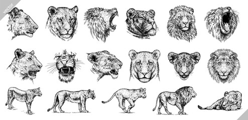 Vintage engraving isolated lion king set illustration ink sketch. Africa wild cat background animal silhouette art. Black and white hand drawn image