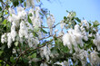 Poplar fluff on tree branches, allergy season