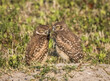 Burrowing Owls in Cape Coral Florida USA