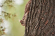 © ADDICTIVE STOCK - Fluffy squirrel climbing on tree trunk