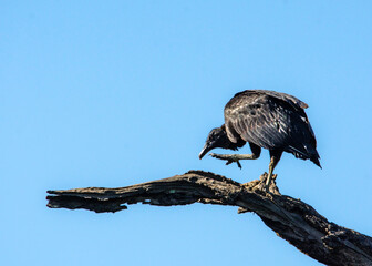 Wall Mural - Black Vulture out on a limb