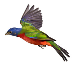 Wall Mural - pinted bunting bird isolated