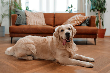 Sticker - Couple with dog at home