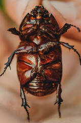 A large black beetle on the hand. Chalcosoma rhinoceros with wings macro close-up, collection of beetles. Macro photo of a close-up beetle. Collecting insects. Protection of animals.