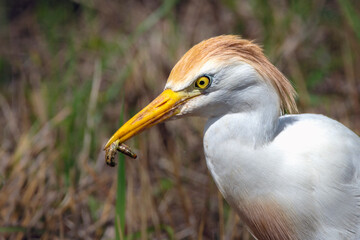 Wall Mural - Cattle Egret and its grub