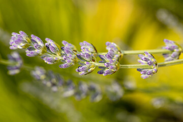 Wall Mural - Macro de fleurs de lavande