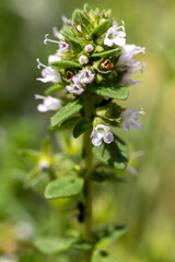 Poster - gros plan de thym citron en fleurs