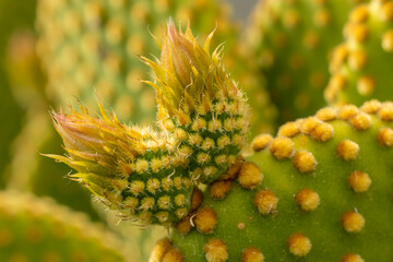 Canvas Print - Macro de cactus raquette