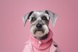 Cute mini grey schnauzer dog wearing a pink coat and wool sweater on pink background. Minimal concept for pet shop advertisement or winter clothes campaign. Illustration. Generative AI