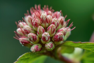 Canvas Print - close-up of flowering bud, revealing intricate details, created with generative ai