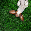 dachshund piebald funny photo of a dog enjoying the warmth lying on the green grass
