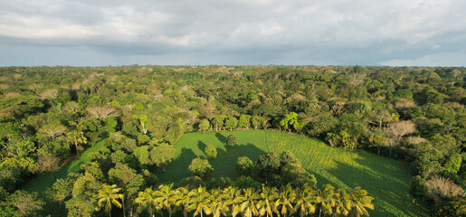 Sticker - Green tropical forest landscape