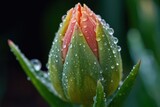 Fototapeta Tulipany - close-up of blooming flower bud, with dew drops still on the petals, created with generative ai