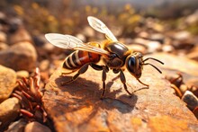 Africanized Bee Killer Bee In The Natural Environment, Generative AI