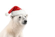 A white polar bear in a red Santa Claus hat. New year or christmas concept with wild zoo animal white bear. Generative AI