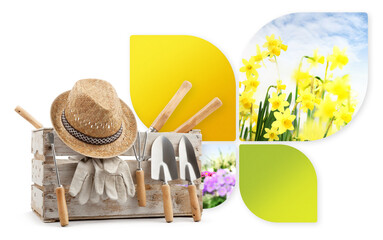 Wall Mural - Gardening tool equipment, banner with copy space. Wooden crate with garden kit and daffodils flowers isolated on white background. Shopping advertising template for florist shop or greenhouse