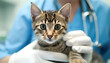 Veterinarian examining a cat in a veterinary clinic, closeup. Generative Ai
