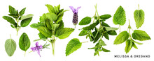 Fresh Healthy Melissa And Oregano Herbs Set. PNG With Transparent Background. Flat Lay, Top View. Without Shadow. Design Element.