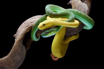 Two vipers on a tree branch