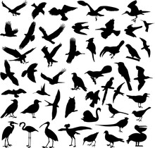 Birds Silhouettes Collection - Vector Illustration