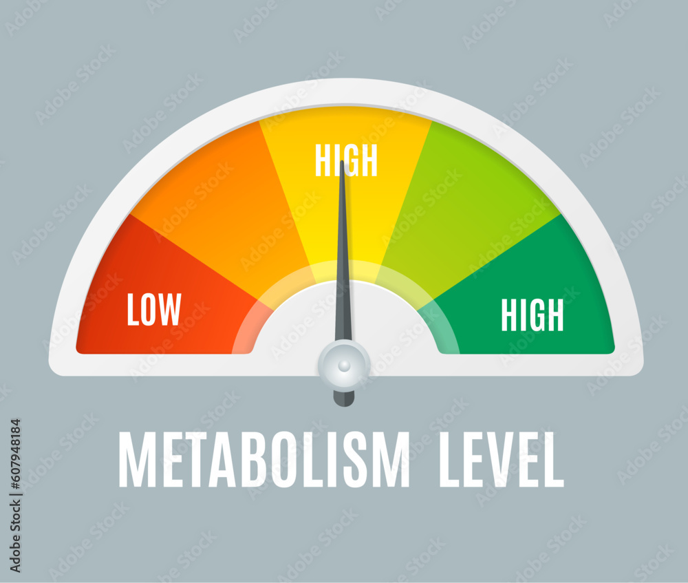 Realistic Detailed 3d Color Metabolism Level Indicator with Arrow ...