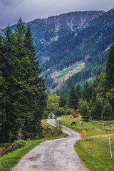 Canvas Print - Sniezka Mountain seen from Obri Dul Valley in Karkonosze mountain range in Sudetes, Czech Republic