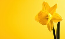  A Single Yellow Daffodil Flower Against A Yellow Background.  Generative Ai