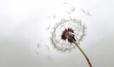 Fototapeta Sypialnia -  a dandelion blowing in the wind on a cloudy day.  generative ai