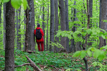 A man in red clothes with a black backpack stands near an old beech tree in a green, spring forest