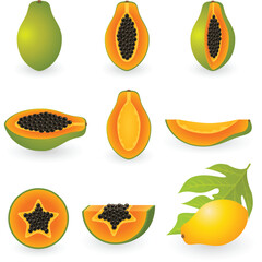 Wall Mural - Vector illustration of papaya