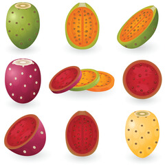 Wall Mural - Vector illustration of prickly pear fruit also known as opuntia, cactus fig or tuna.