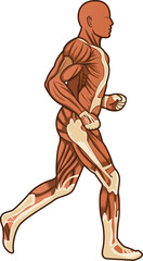 a running figure of human anatomy in vector