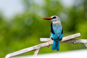 Wall Mural - Kingfisher