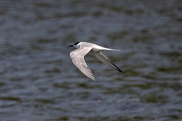 Wall Mural - seagull in flight