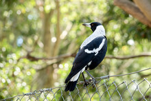 The Magpie Is Sitting On A Metal Fence