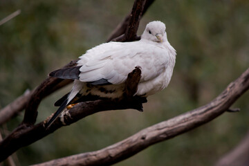 the pied torresian imperial pigeon is all white with black wing tips