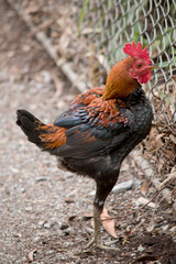 Wall Mural - the rooster is standing on one leg