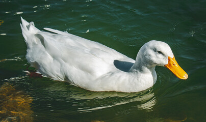 white duck swimming