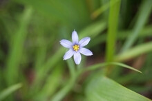 Dreamy Small Native Wildflower Blue-eyed Grass Floating Above Soft Green Foliage Background With Copy-space