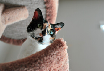 Pretty calico