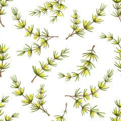 Poster - Cartoon rooibos plant with flowers, redbush seamless pattern, vector background. Rooibos flower and leaf pattern for tea herbal drink, natural herb bush and green floral ornament for tile background