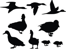 Duck Silhouette Collection - Vector