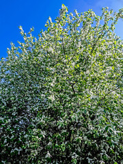 Wall Mural - trees blooming cherry trees in the city park