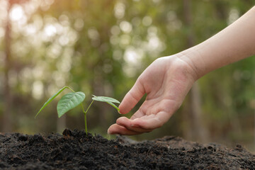 Wall Mural - hands holding plant with soil.World environment day and sustainable environment concept. Woman hands planting seedlings on the ground . ecology. Teamwork protecting and reduce global warming earth.