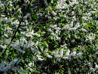 Wall Mural - branches blooming bird cherry in the city park