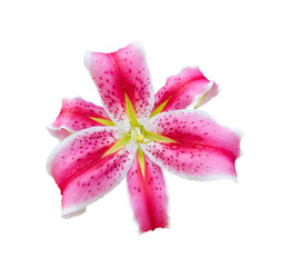 Canvas Print - pink lily isolated on white background