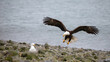 Bald eagle [haliaeetus leucocephalus] with outstretched wings swooping down on seagull in Alaska United States